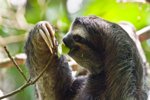 Nature et merveilles du Costa Rica