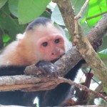 singe cara blanca de Manuel Antonio, Costa Rica