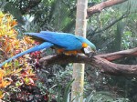 Perroquet Zoo ave Costa Rica
