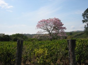 RDemeules-Costa Rica