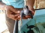 Volontariat dans un aquarium