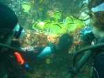 Immersion espagnole et plongée sous-marine en Equateur